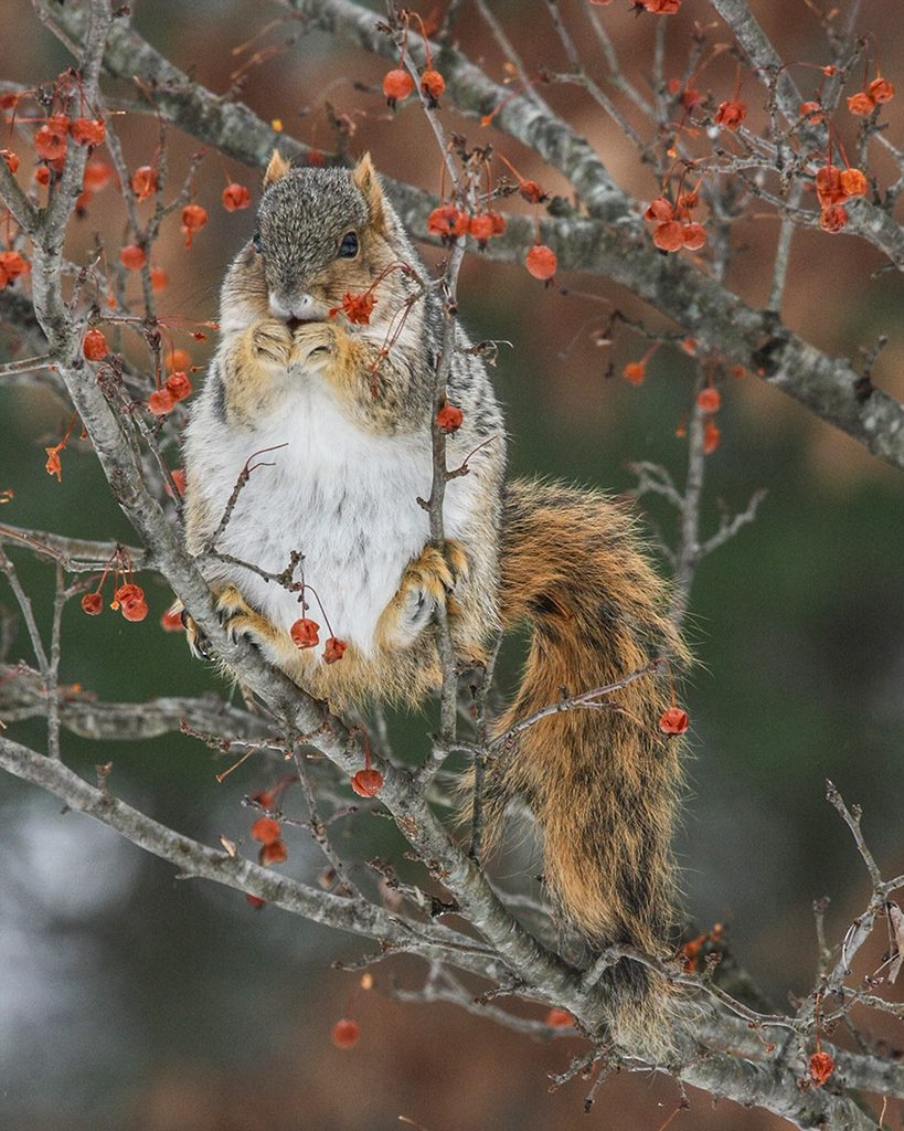 fox squirrel eating crabapples