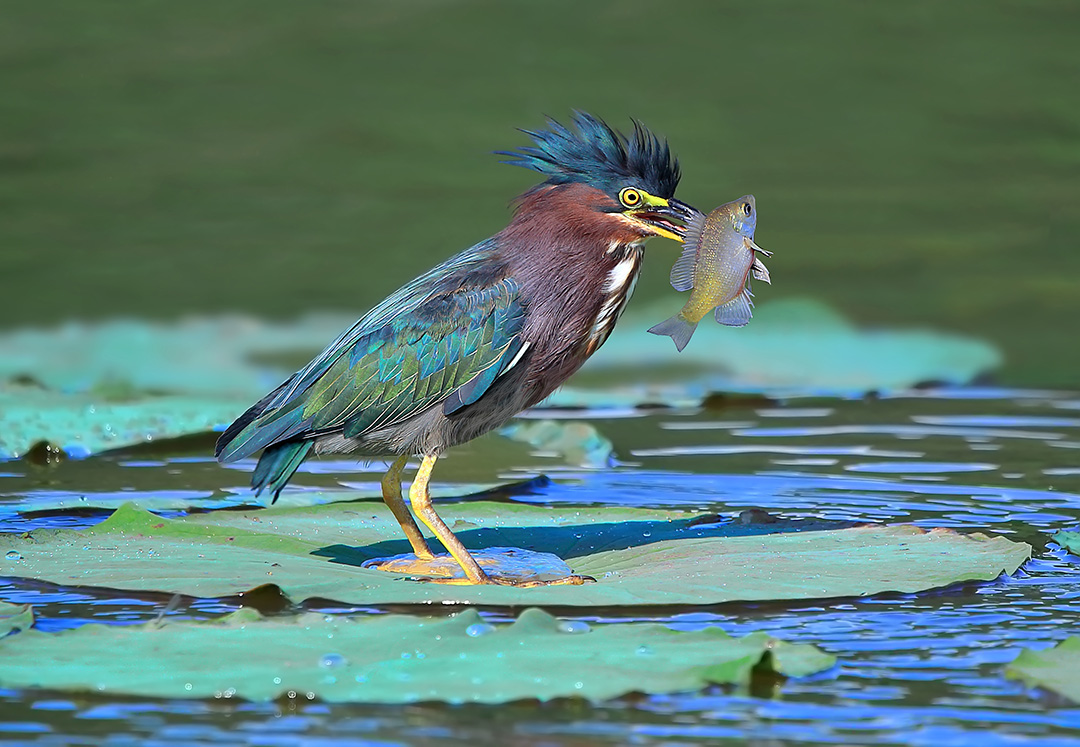 green heron with bluegill