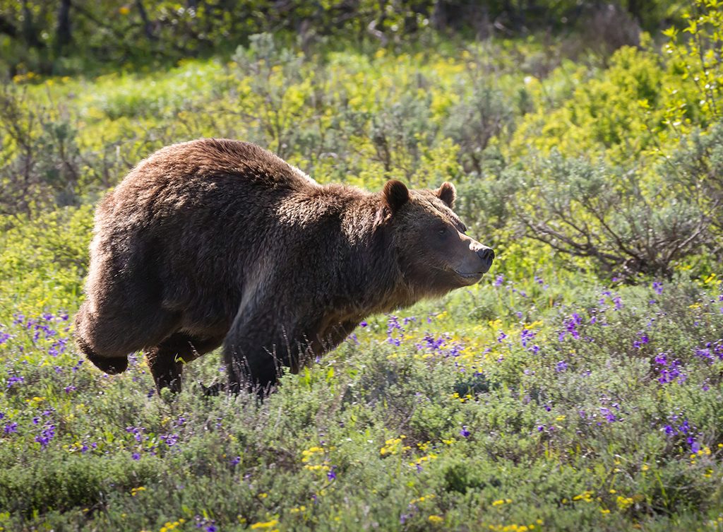 grizzly bear running