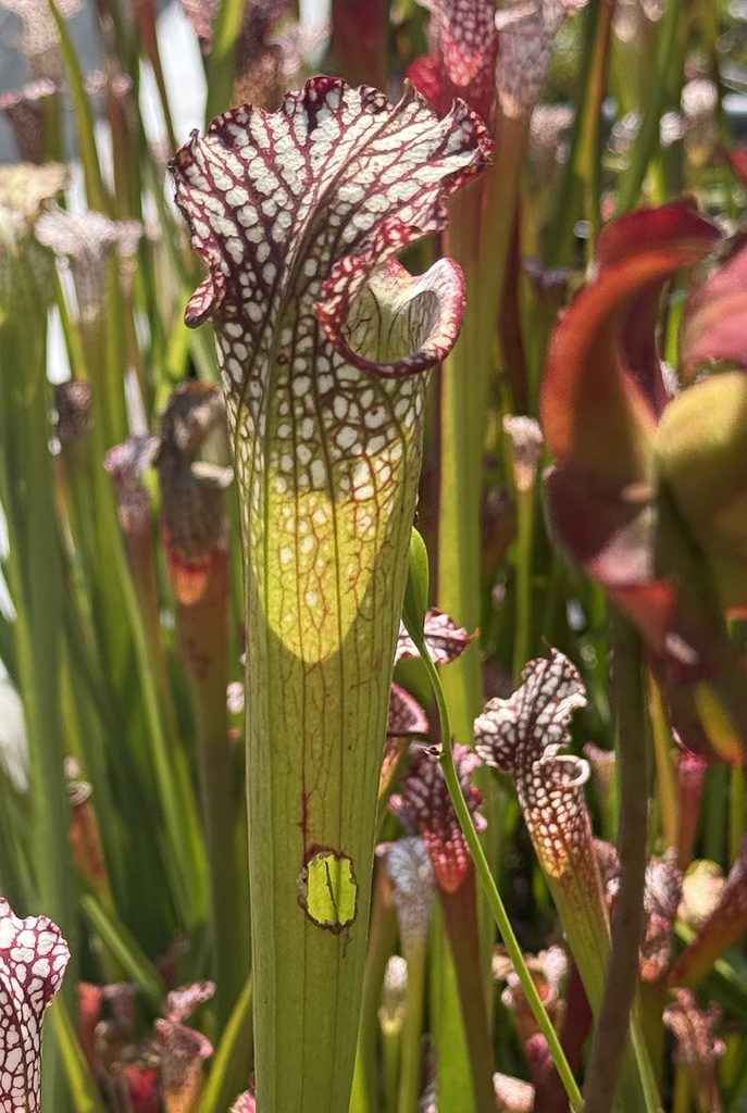 pitcher plant with carpenter bee hole