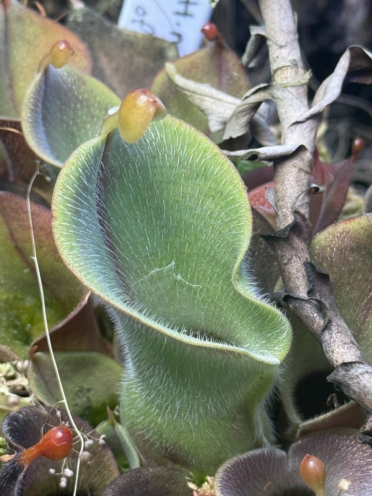 sun pitcher plant