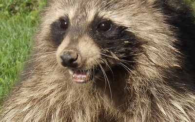 All Things Mammals