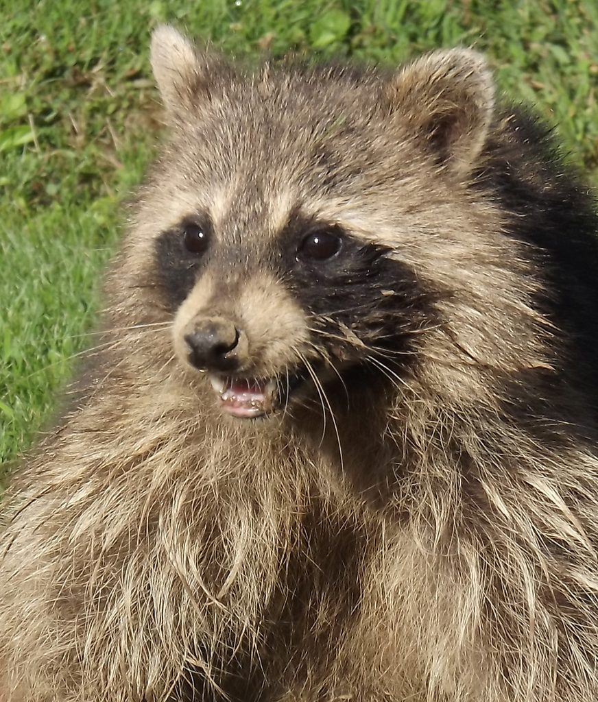 raccoon