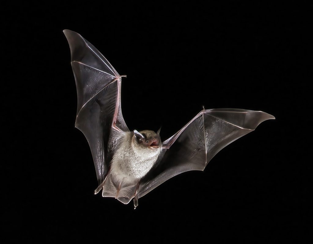 little brown bat