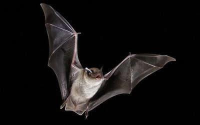 In Search of Mammals