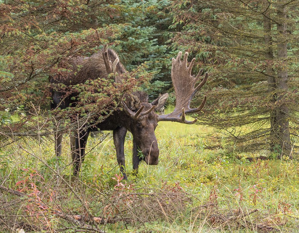 bull moose