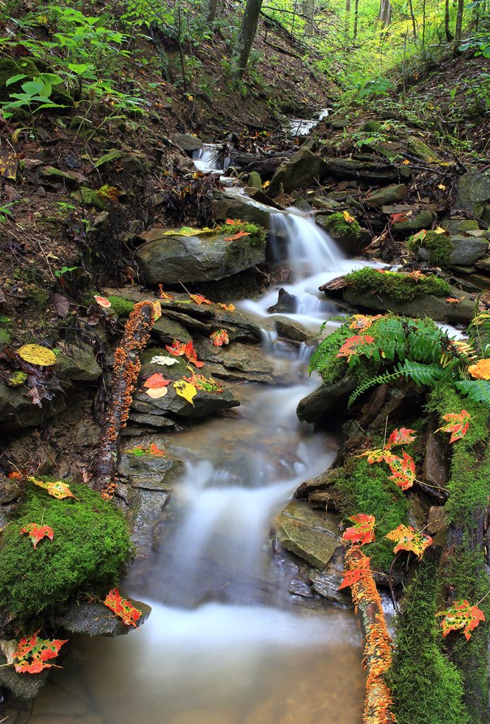 brook with autumn leaves and ferns