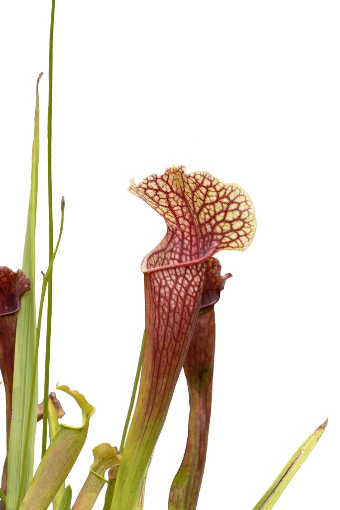 pitcher plants