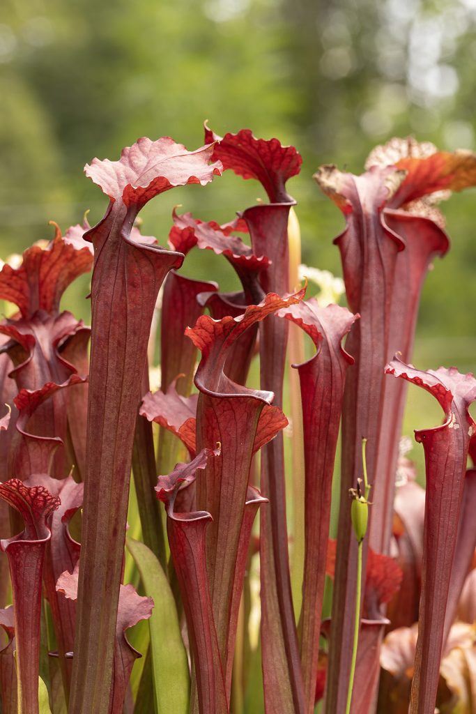 Red Sumatra pitcher plants
