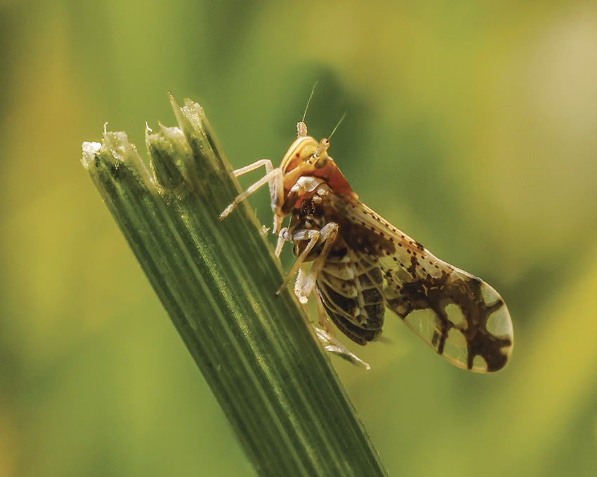 planthopper