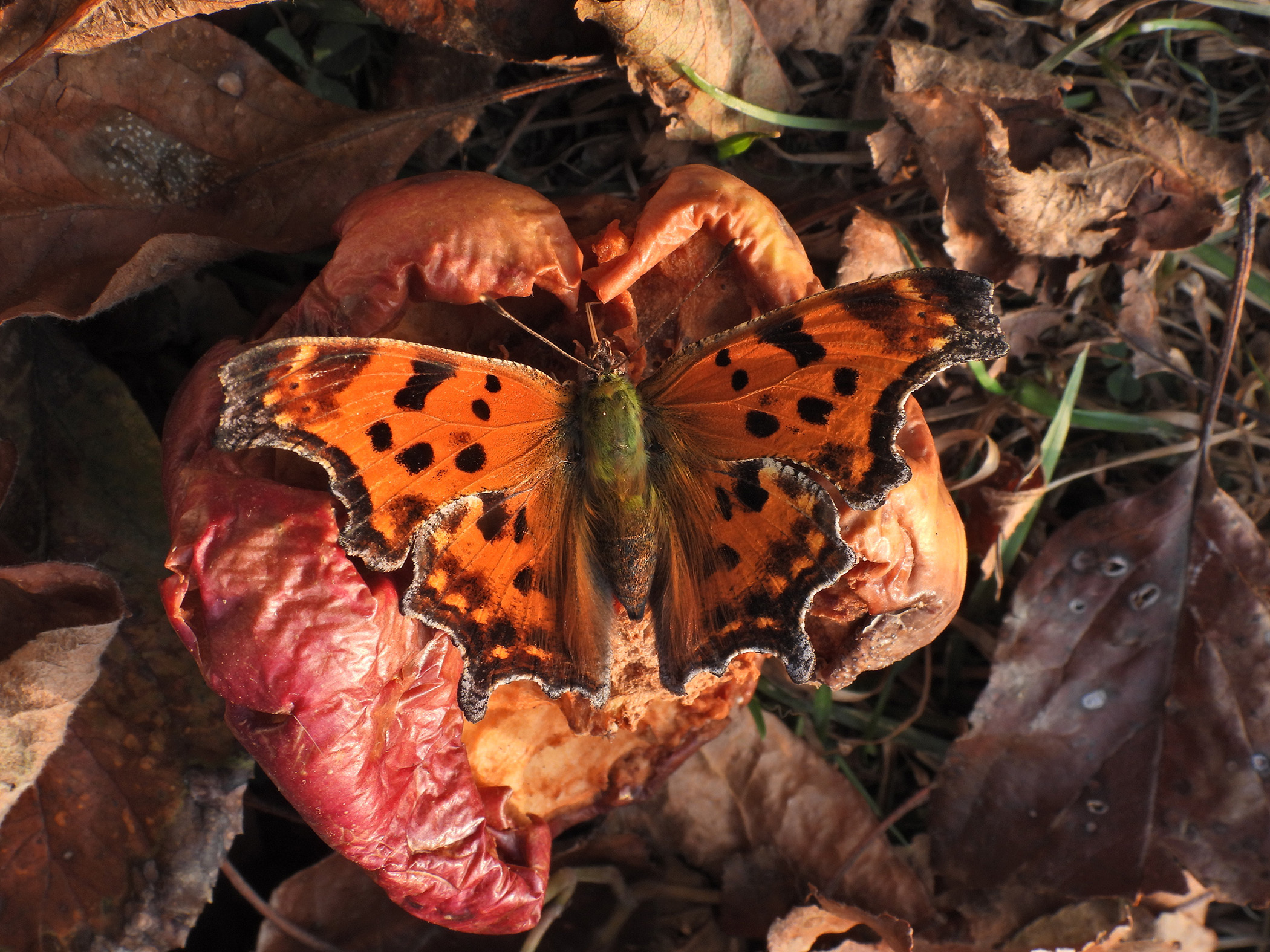 Eastern Comma butterfly on rotten apple
