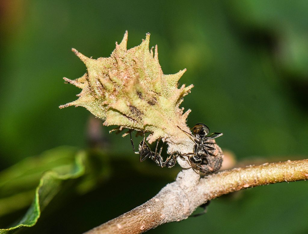 spiny witch hazel gall tended by ants