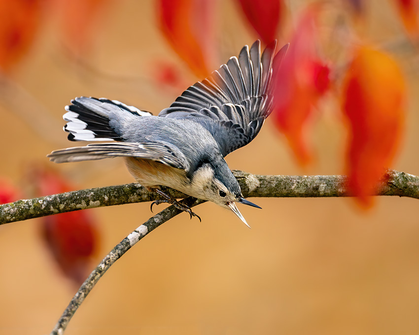 angry white-breasted nuthatch and fall leaves