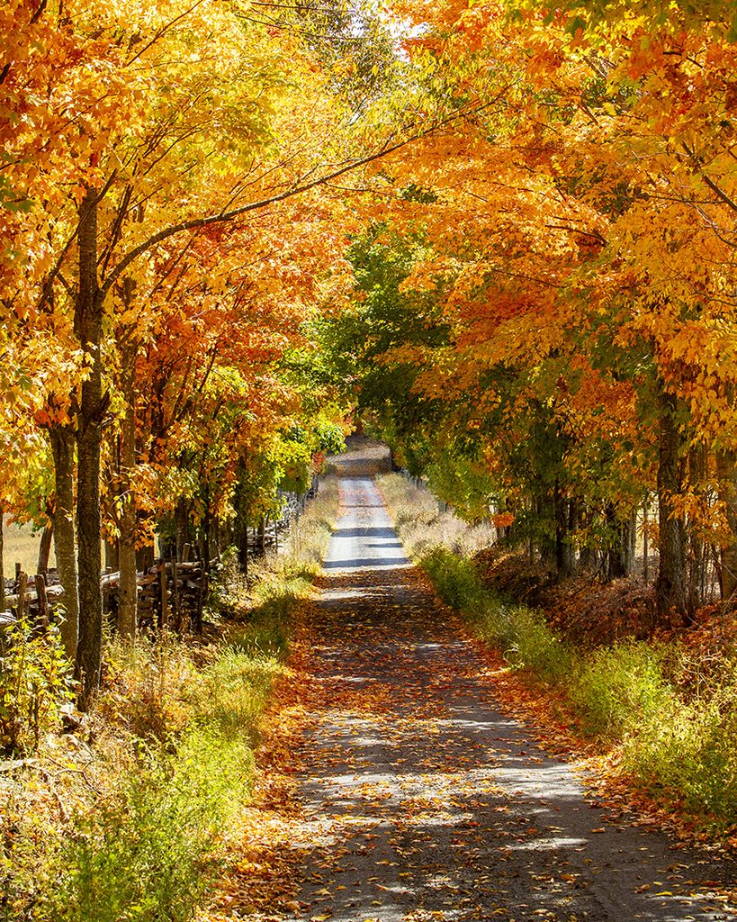 fall foliage along gravel road