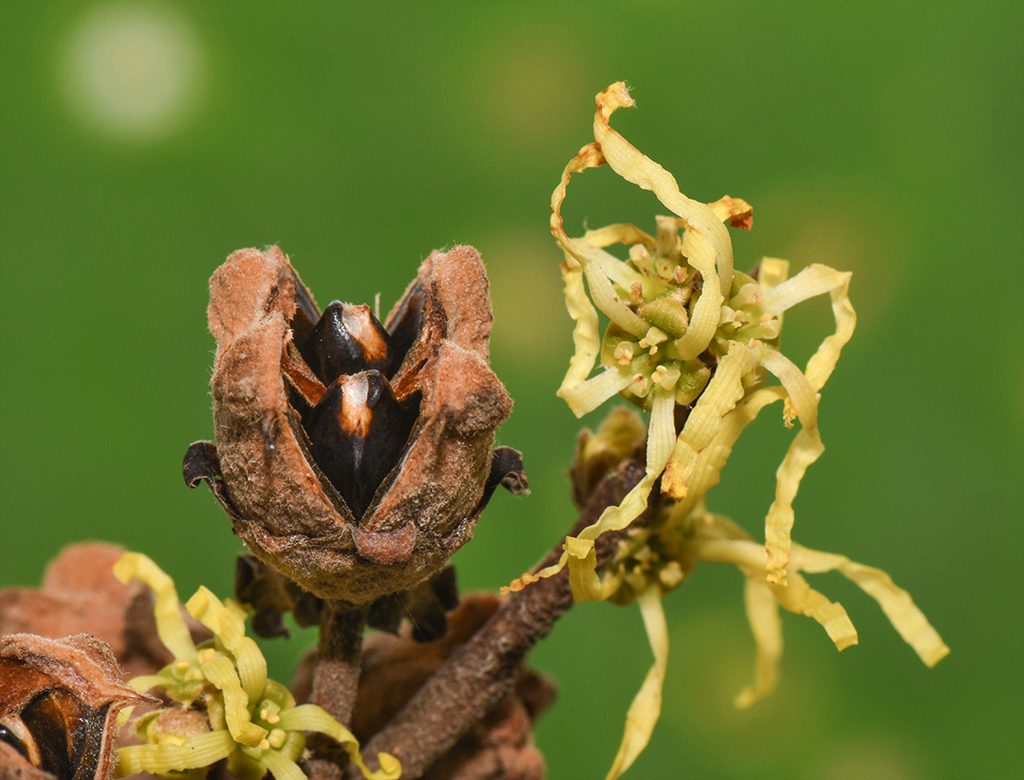 double-barreled witch hazel seed shooter