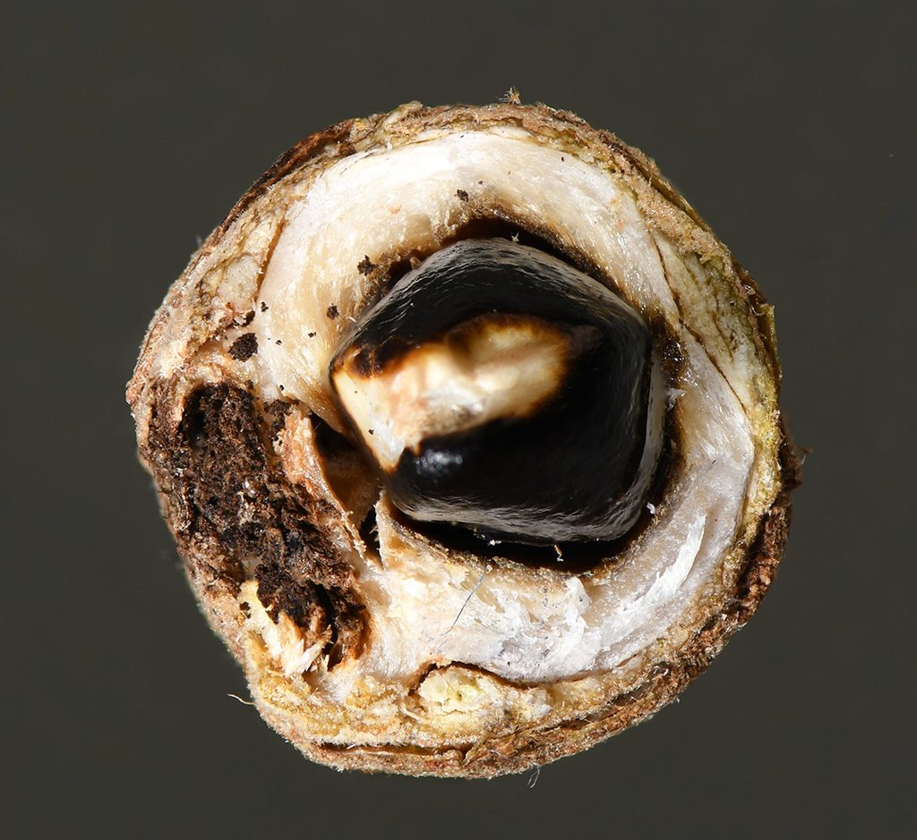 cross section of dry witch hazel seedpod