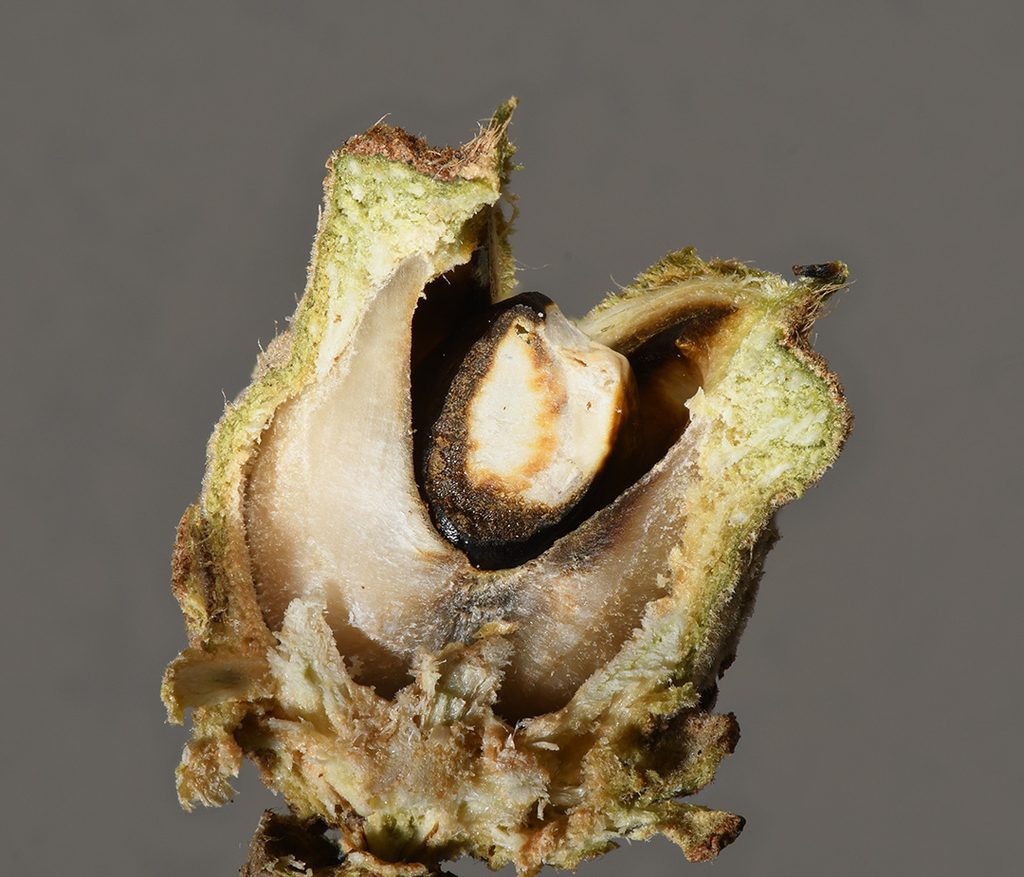 dried and cocked witch hazel seed shooter cross section
