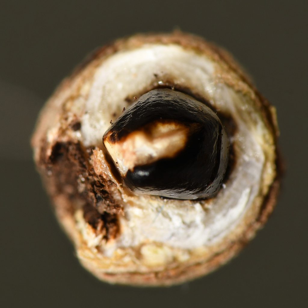 cross section of wet witch hazel seedpod