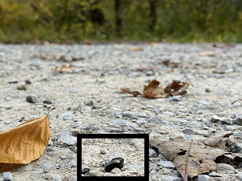 witch hazel seed lying on road