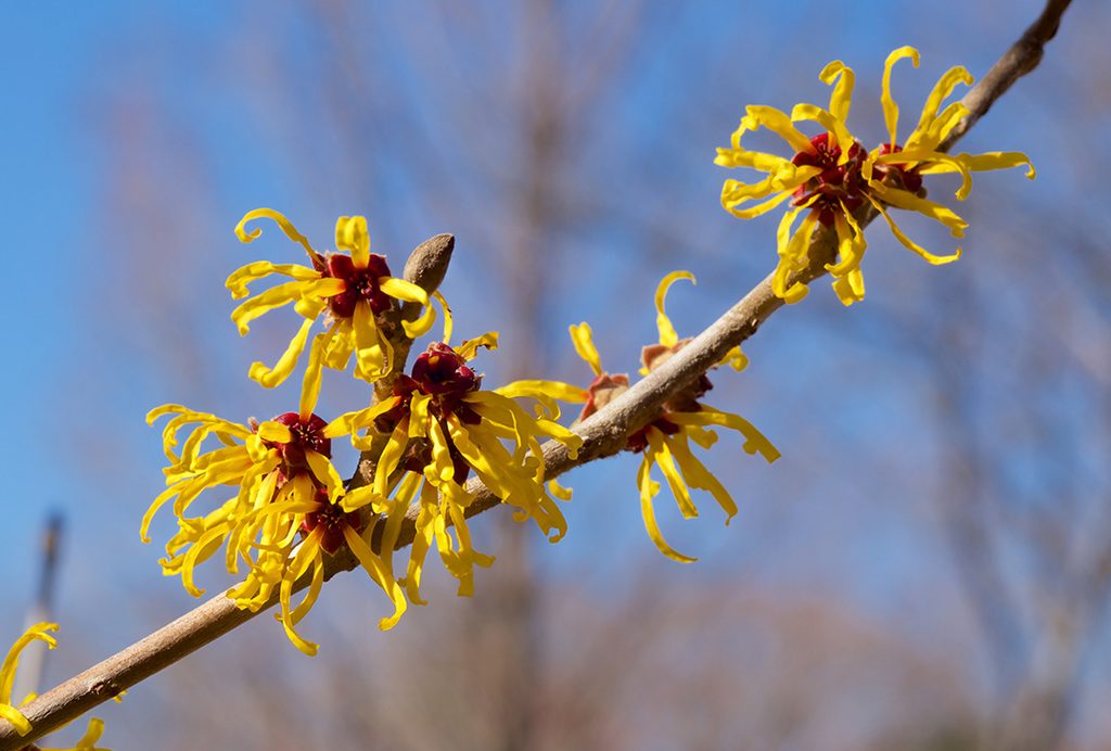 witch hazel flowers
