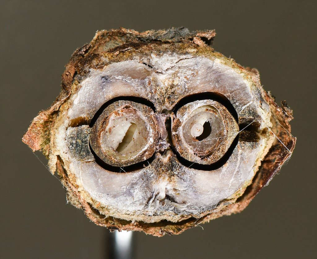 cross section of drying witch hazel seedpod