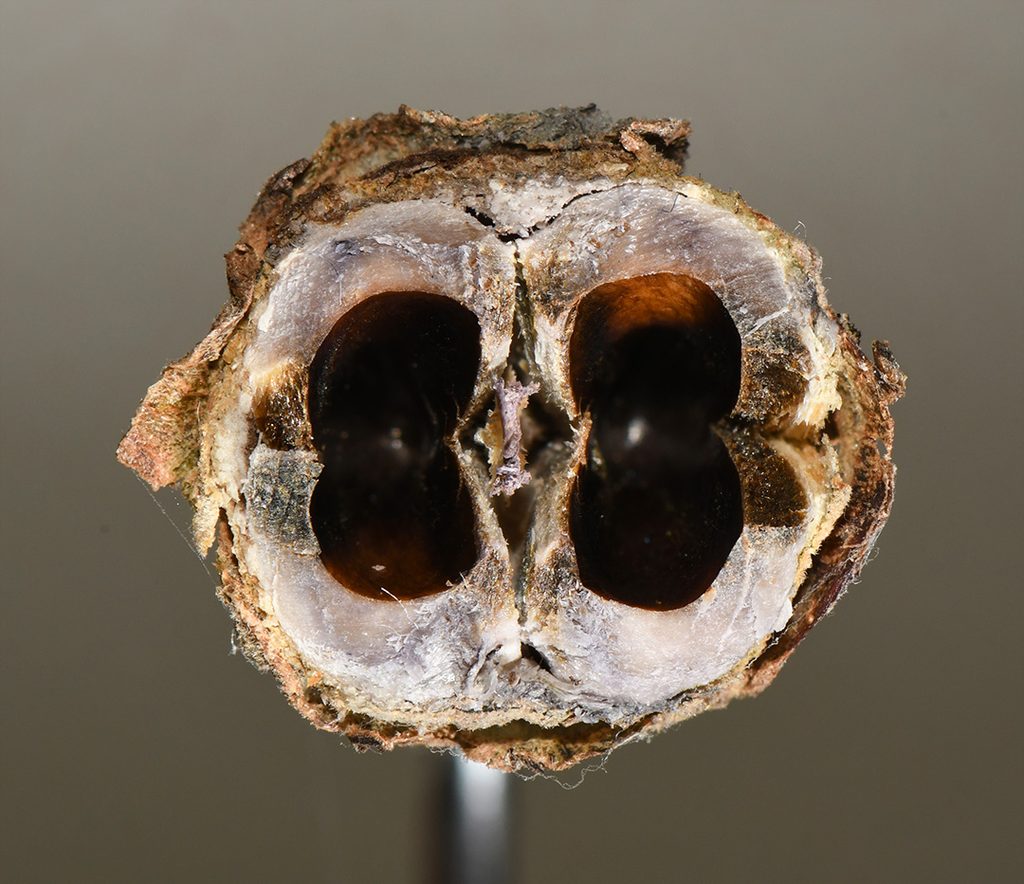 cross section of fired witch hazel seedpod