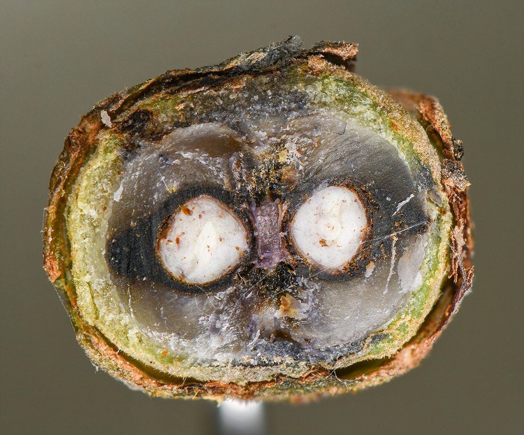 cross section of wet witch hazel seedpod