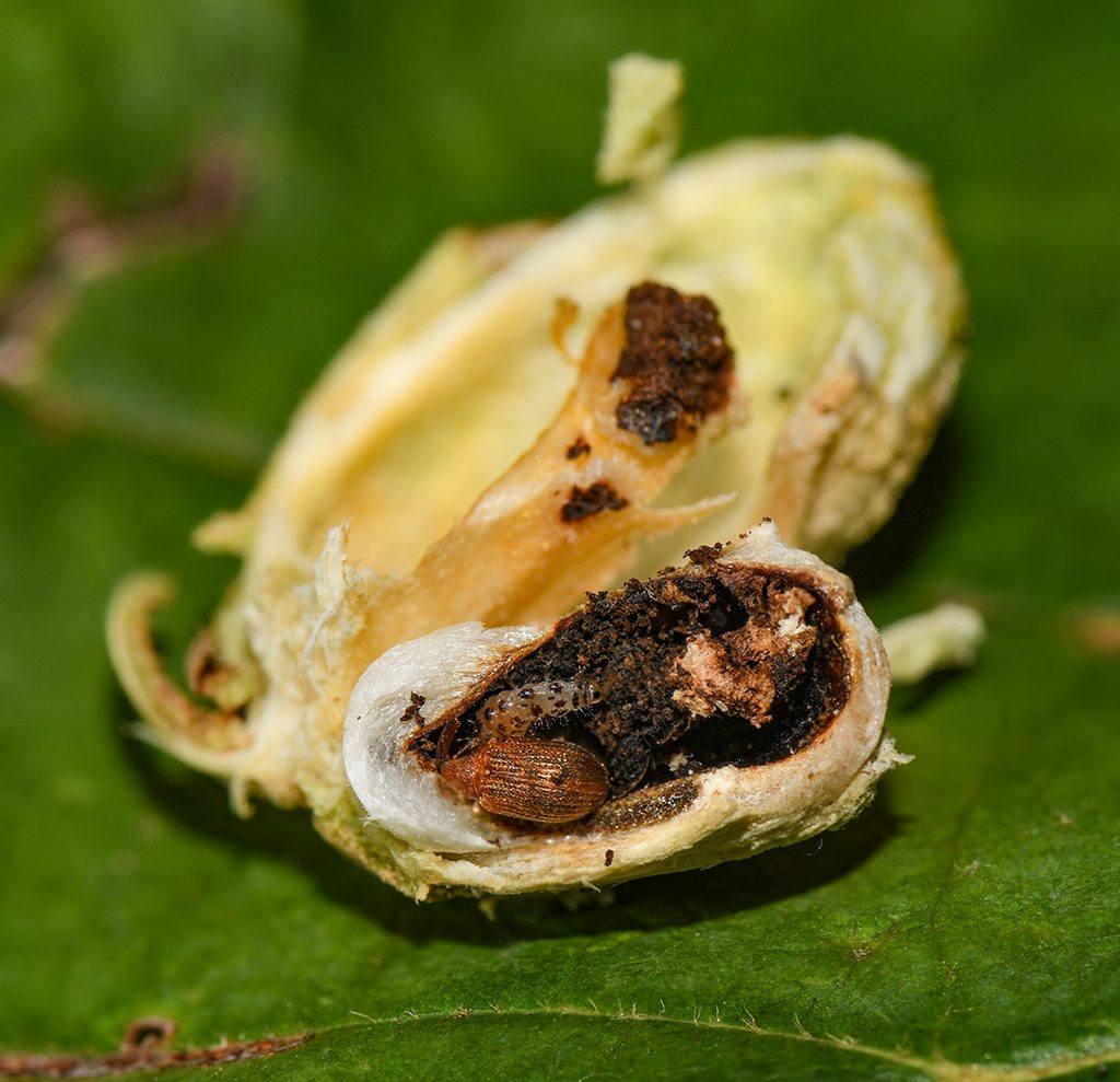 witch hazel seed pod with weevil and larva