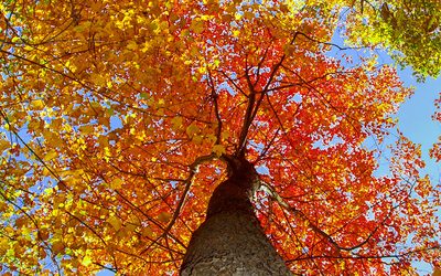 The Anatomy of Fall Photos