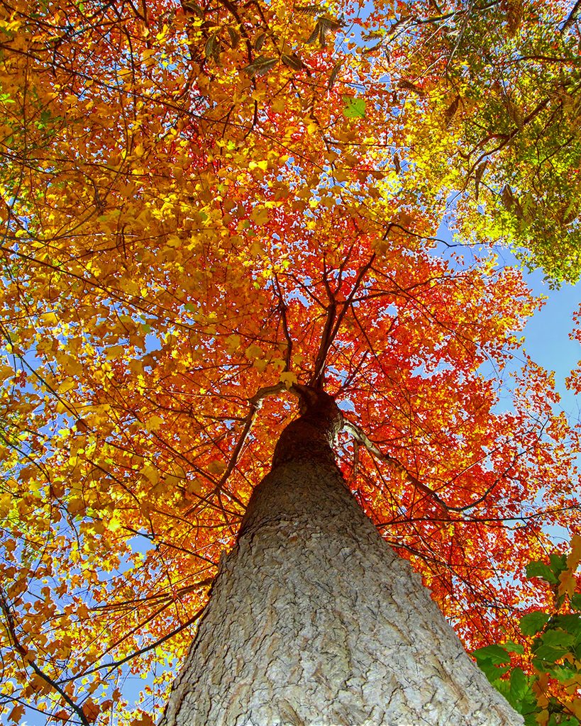 backlit maple canopy fall foliage