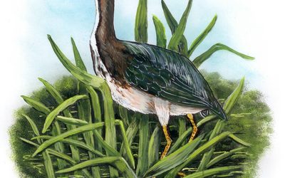 You Can Draw a Green Heron