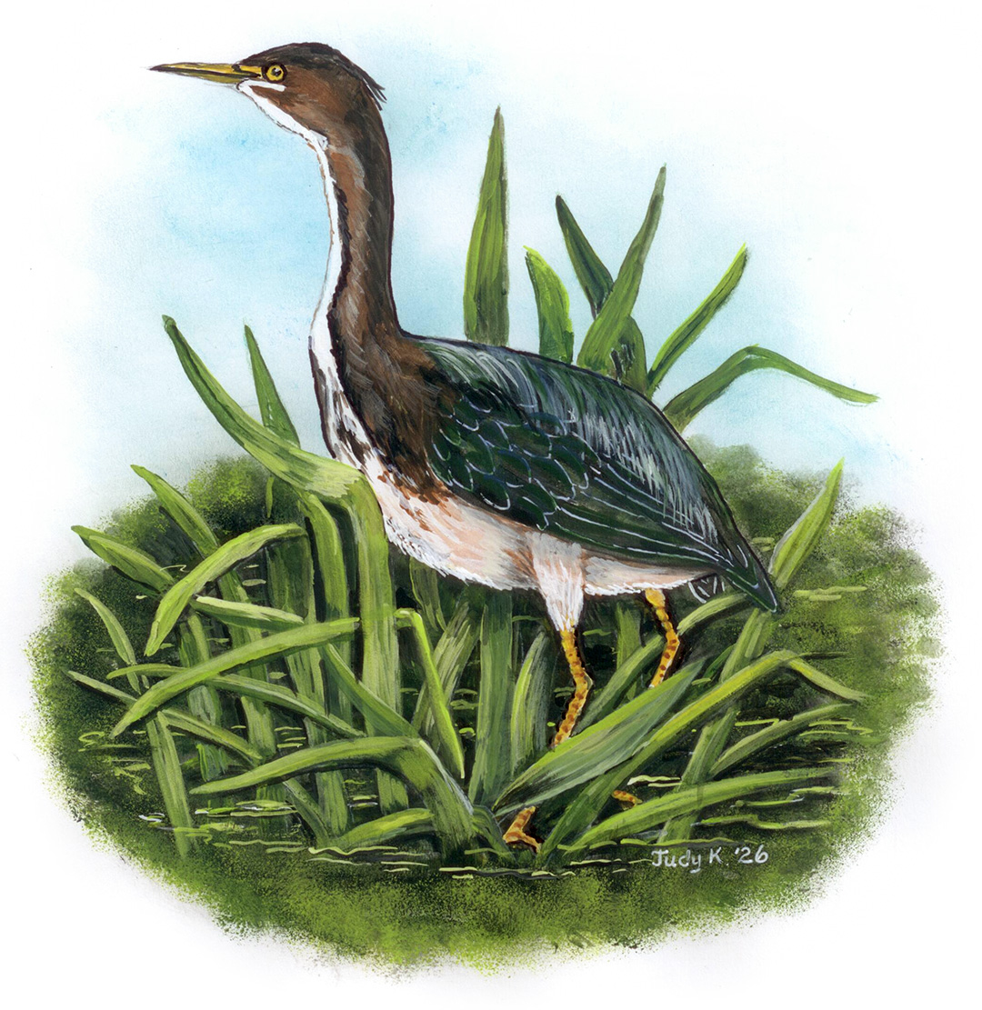 green heron in pond rushes artwork