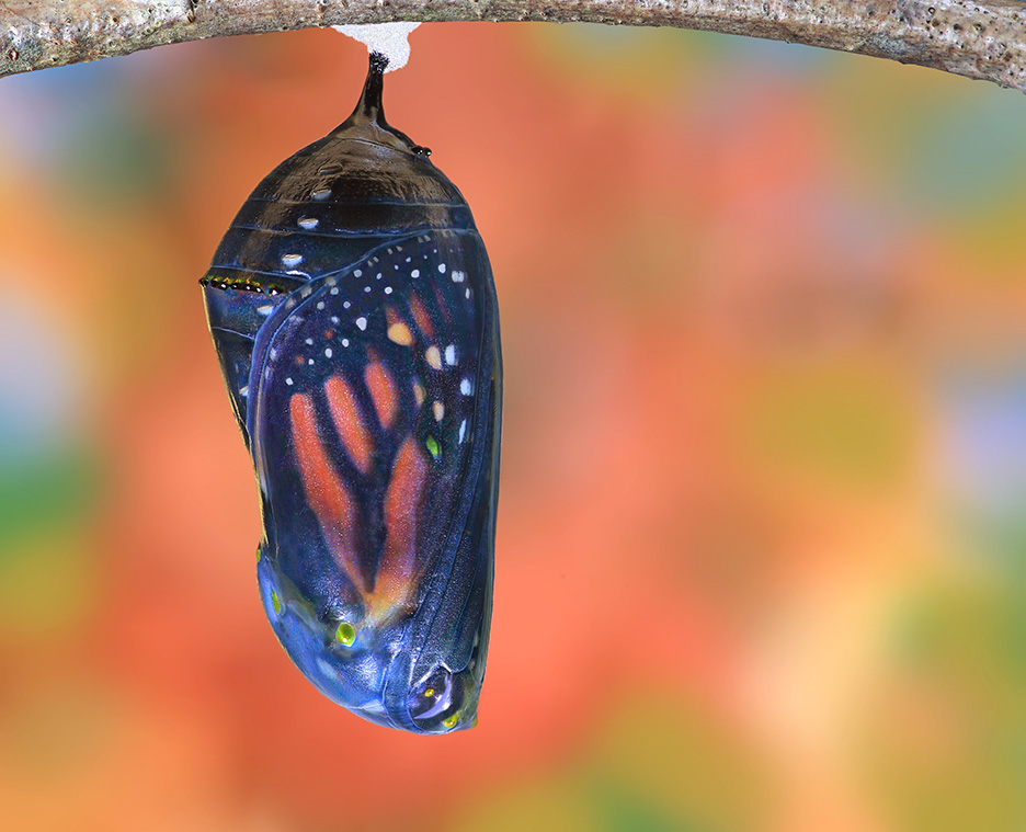 monarch chrysalis with autumn bokeh background