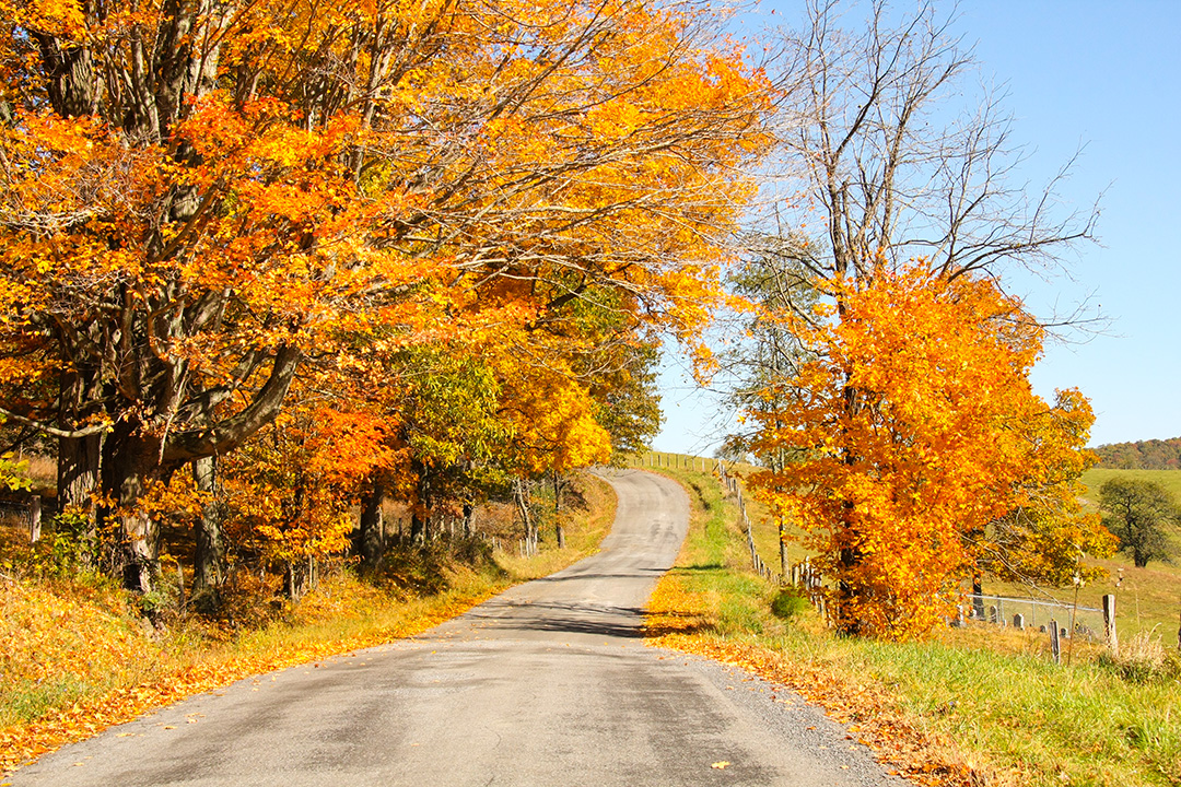 fall foliage along gravel road