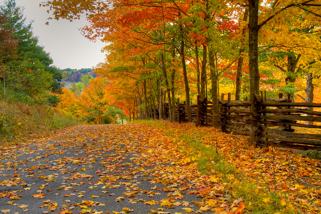 fall leaves with split rail fence and road